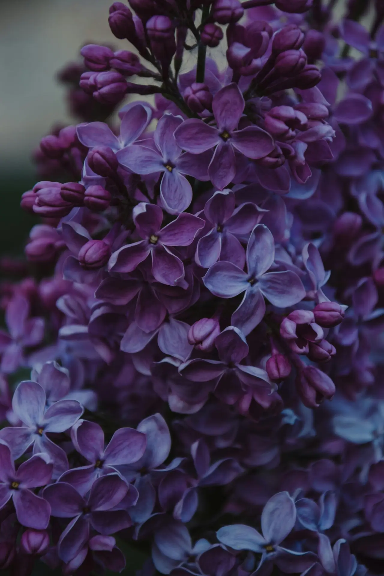 Up-close photo of lilac flowers