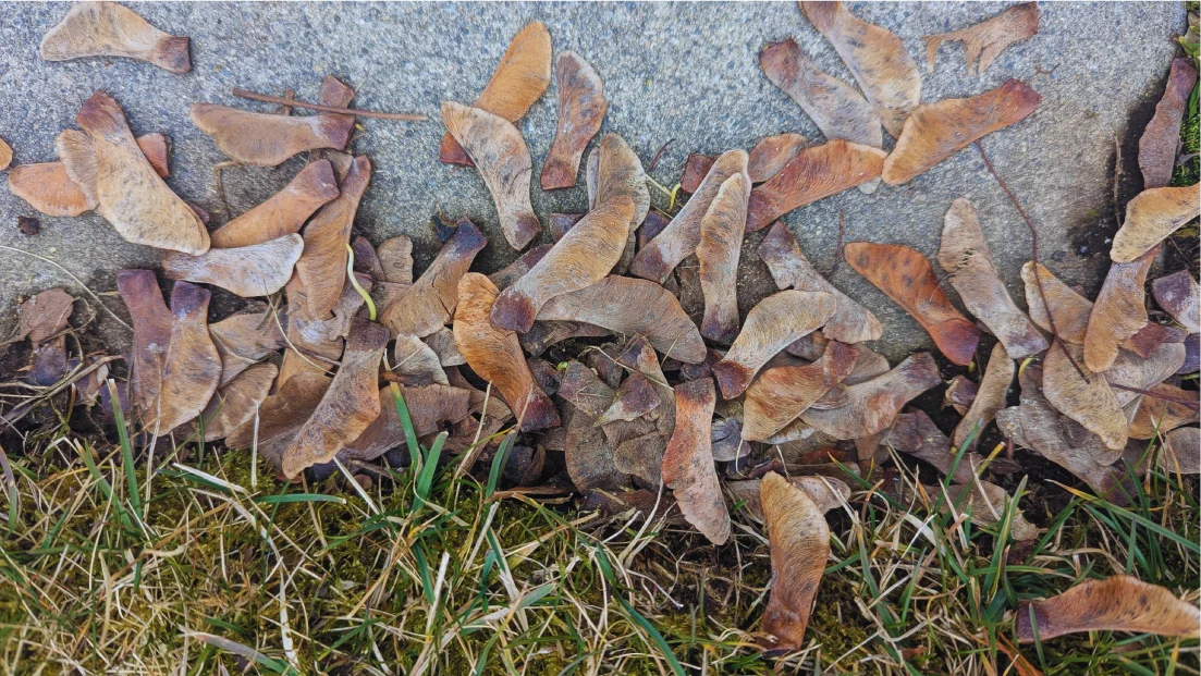 The Worktable · Volume 3: Observe Nature on a Walk